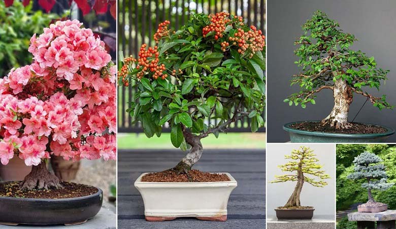Most Famous Bonsai Tree In The World